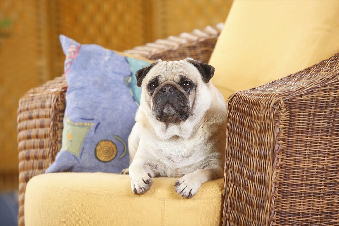 聪明又乖巧的狗狗有哪些,可爱活泼乖巧超听话搞笑的狗狗