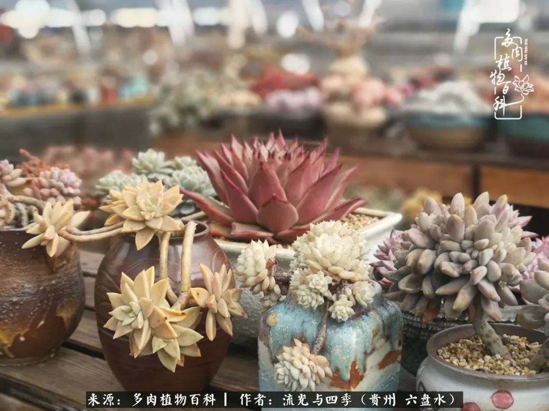 养多肉这几点新手必要知道,在养多肉的路上越走越远