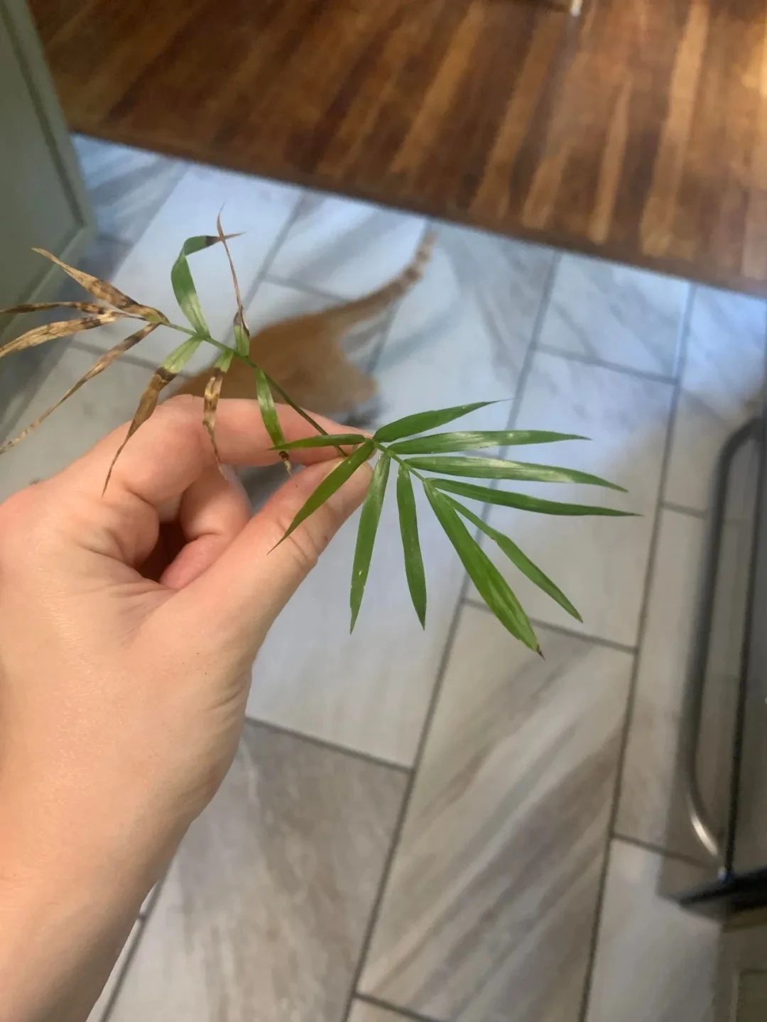 散尾葵室内发黄,室内花盆长的散尾葵黄叶怎么办