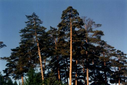 中华人民共和国野生植物保护名录,濒危保护植物名录药用植物多少种