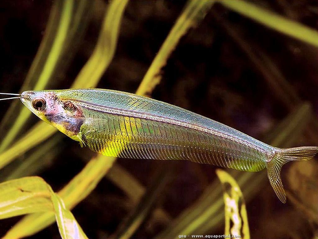 冷门热带小型观赏鱼,简单好养的观赏鱼都有哪些