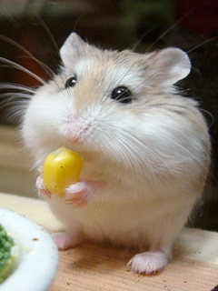 仓鼠买回家一晚上就死掉了,仓鼠买回来就死了怎么回事