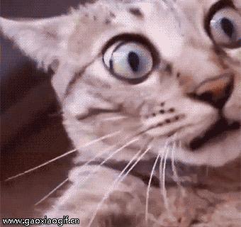 搞笑gif动图国足,武磊单刀射守门员gif动图