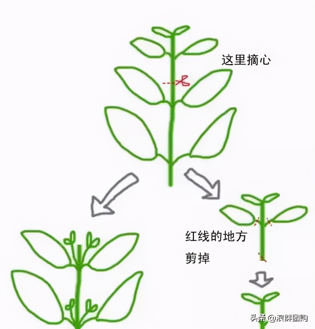 玛格丽特从打顶到爆盆，干货分享
