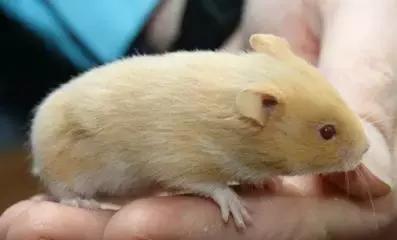 仓鼠种类短毛,仓鼠科普常见仓鼠种类