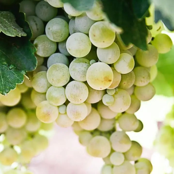 RR·LIFESTYLE|点击获得一杯完美“Mimosa”