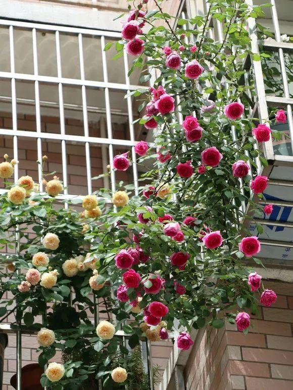 这8种花你不要乱浇水,新手种花品种推荐