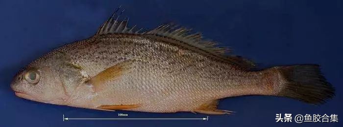 赤嘴鳘鱼胶,赤嘴鮸鱼鱼胶