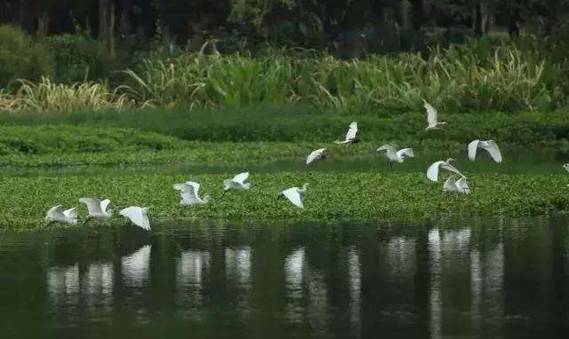 安徽临泉县宋集镇有多少人口,阜阳临泉县人口2020年总人数