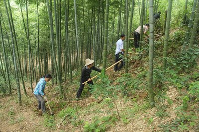 如何提高冬笋产量?做好以下四点十二个细节,增产提效益