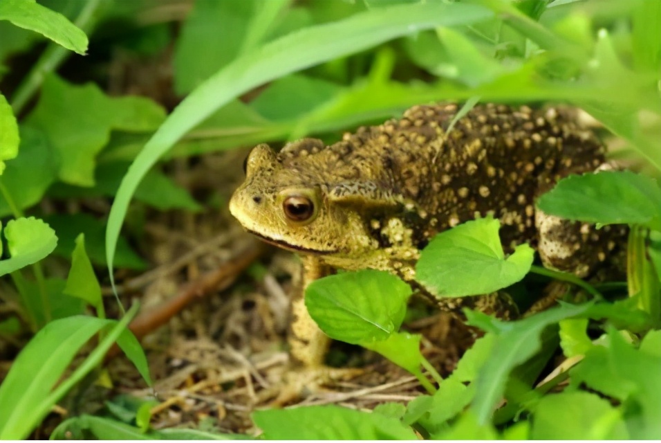 为了不被吃而进化的生物,为了不被吃而进化的植物