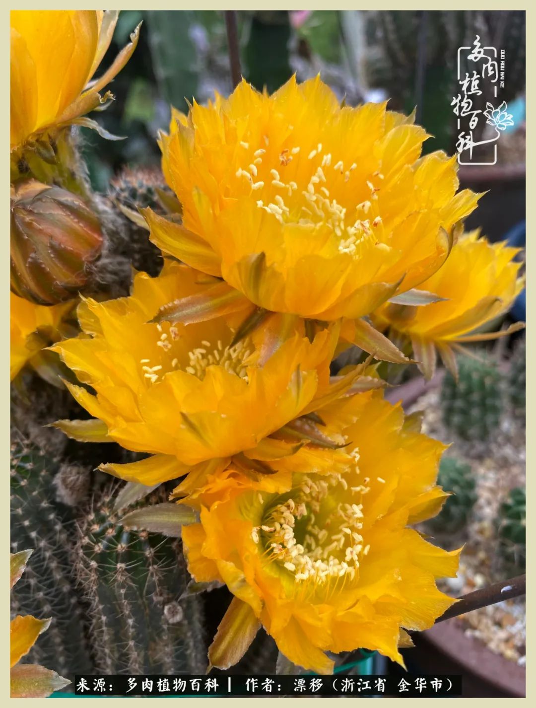 仙人球开花并散发着香味,仙人球花盛开吐露芬芳