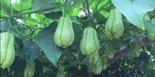 佛手瓜属于蔬菜还是水果,佛手瓜是什么菜和水果