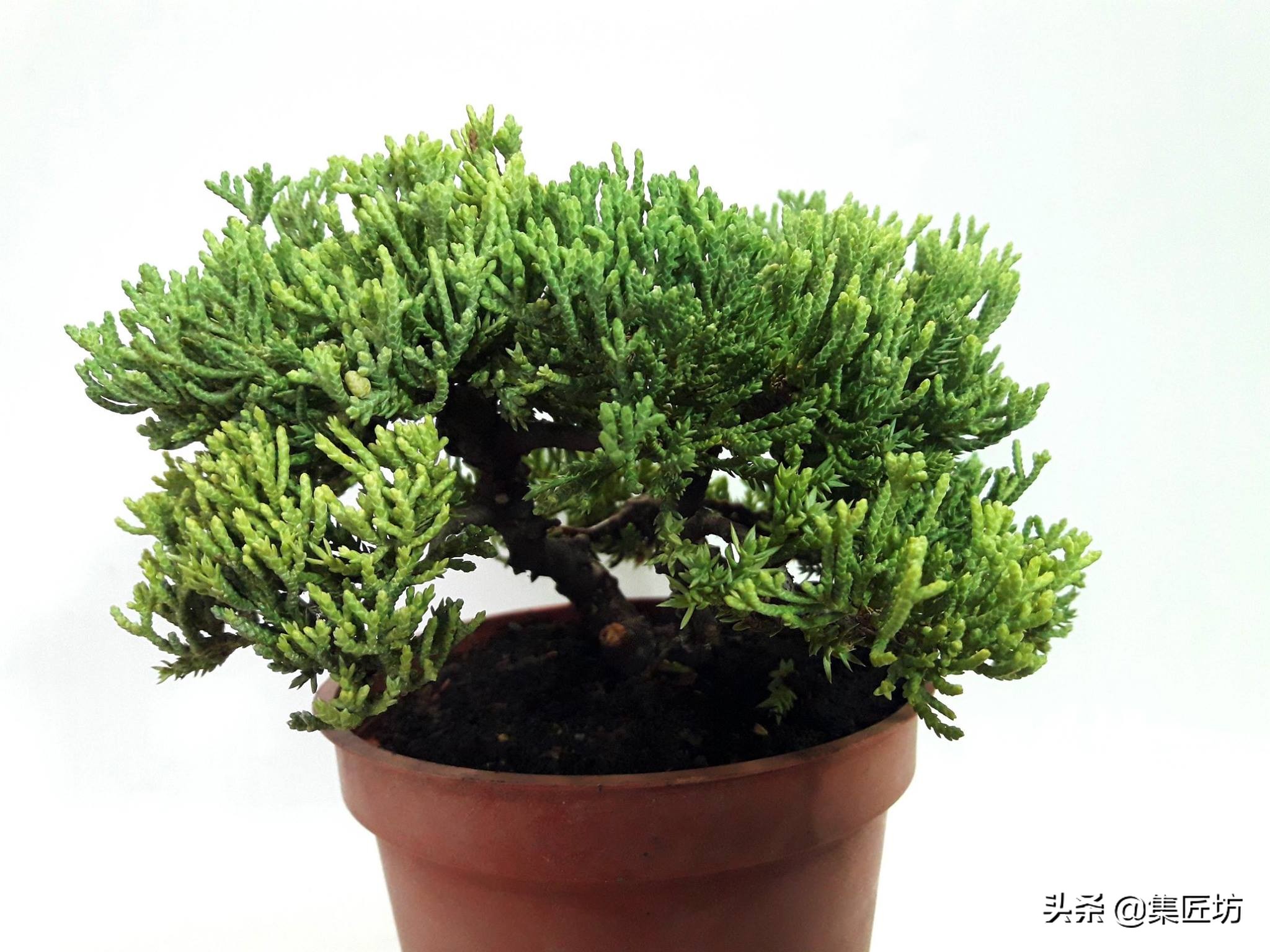 盆景腋枝造型图片,鹿角枝盆景造型图片