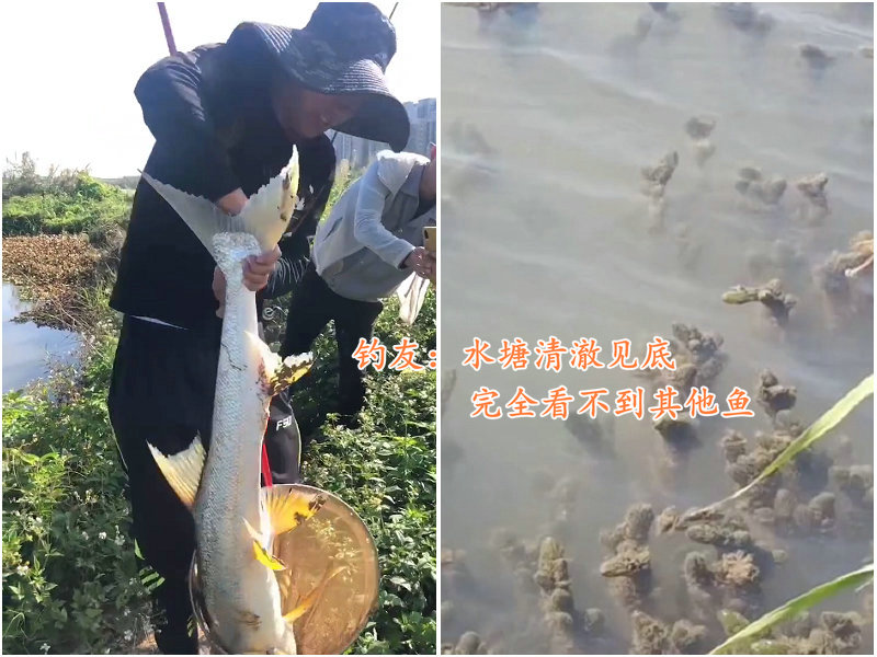 1.3米长水老虎被困小水塘，被人钓起时已瘦脱了形，网友：太惨了