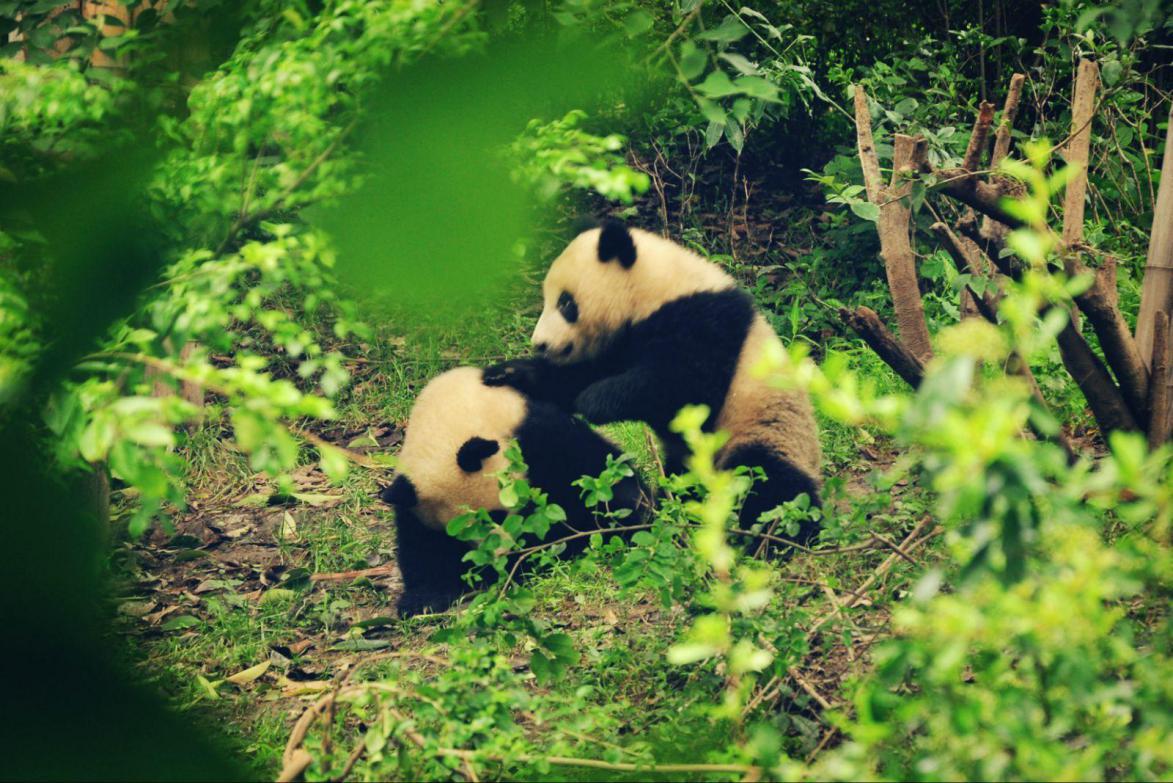 成都最值得游玩的7个景点,四川成都有什么旅游景点推荐一下