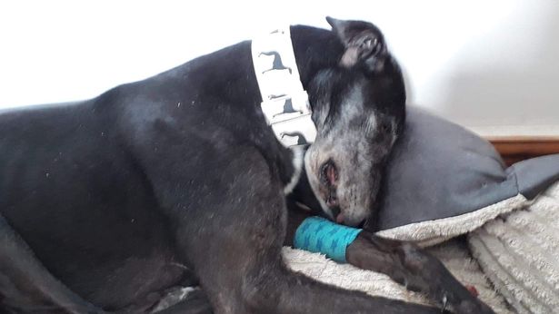 英国退役赛狗被卖到中国强迫繁殖引发公愤：卖狗给中国，太可恶！