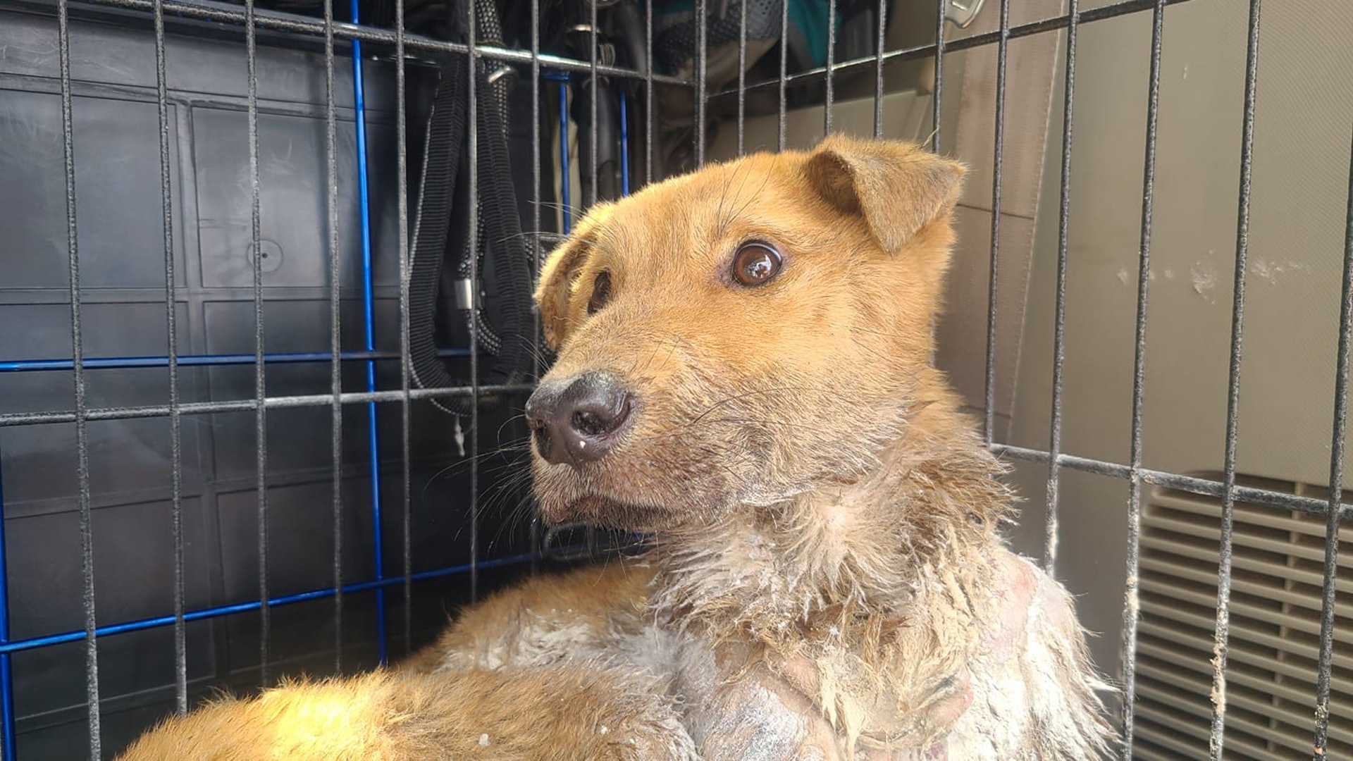 牵引带成了夺命符，狗狗被从小带到大的牵引带*绑捆**致死