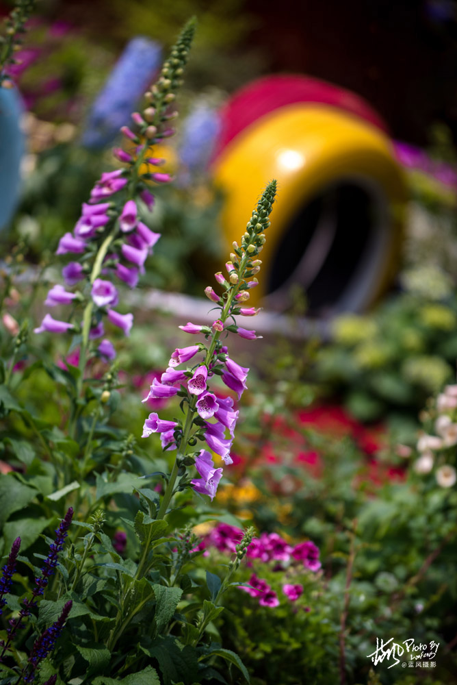 上海国际花展一览表,上海国际花展一览