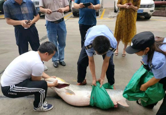 鱤鱼、鳄雀鳝、红尾鲶,广西一锦鲤池频现“吃鱼怪”,谁放的?