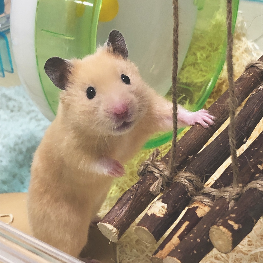 仓鼠拉红色粑粑是不是生病了,仓鼠为什么吃掉自己的粑粑