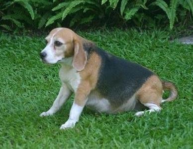 狗狗尿频是怎么回事,狗狗老是尿频什么原因