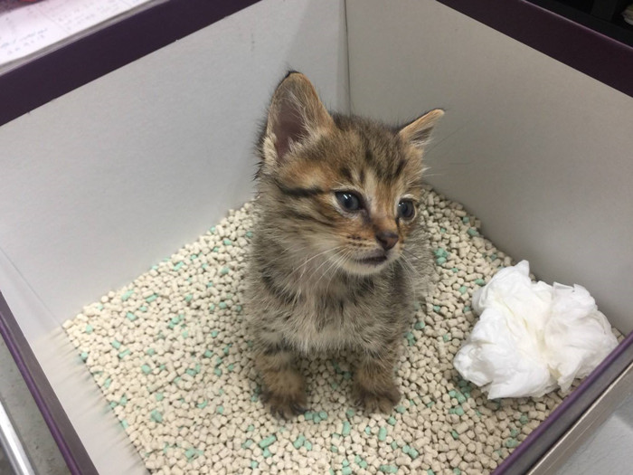 家里养猫的味道大还是狗的味道大,家里养猫太脏大便太臭