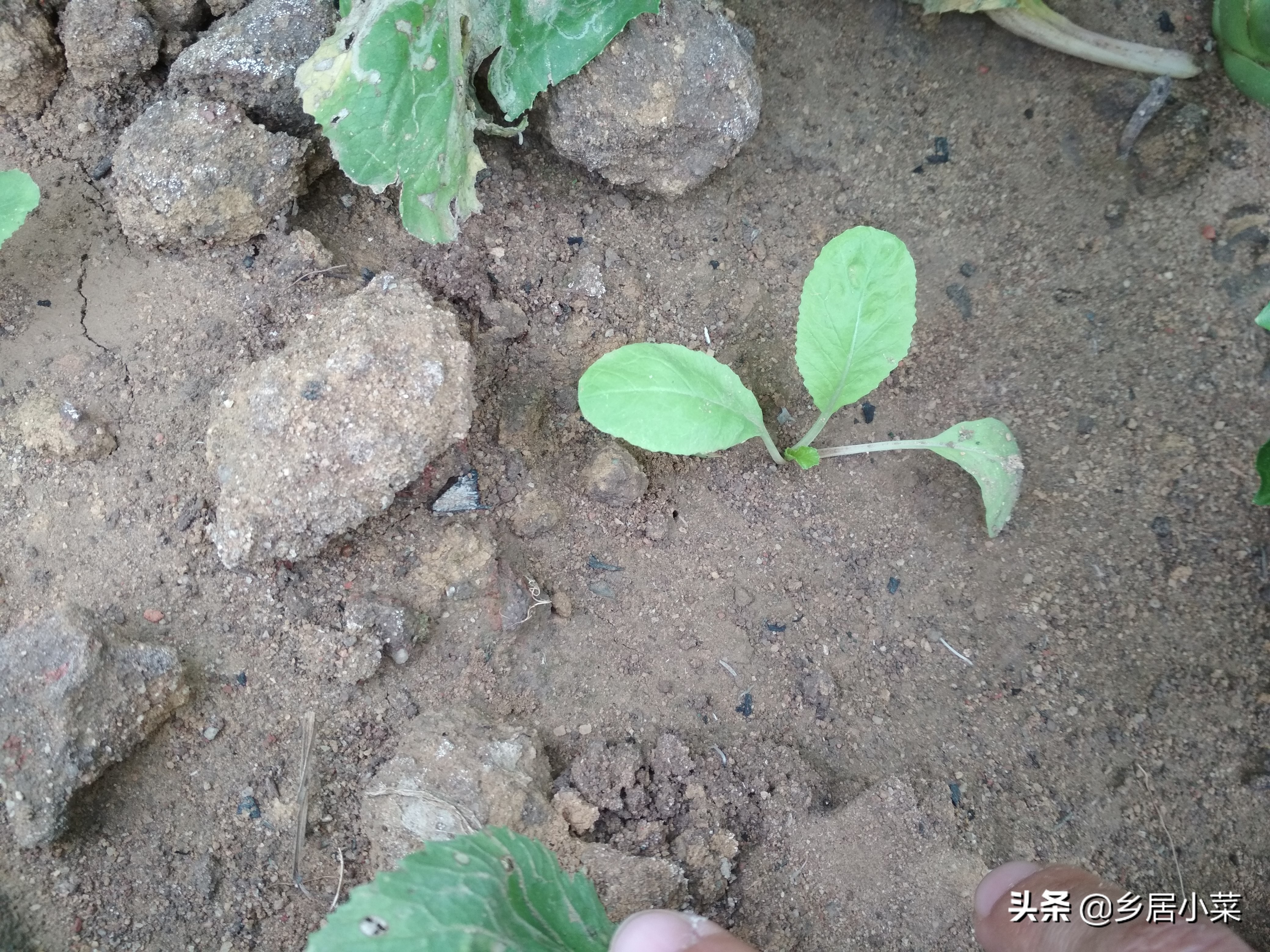 刚移栽的蔬菜怎么管理,种植蔬菜枯萎了怎么补救