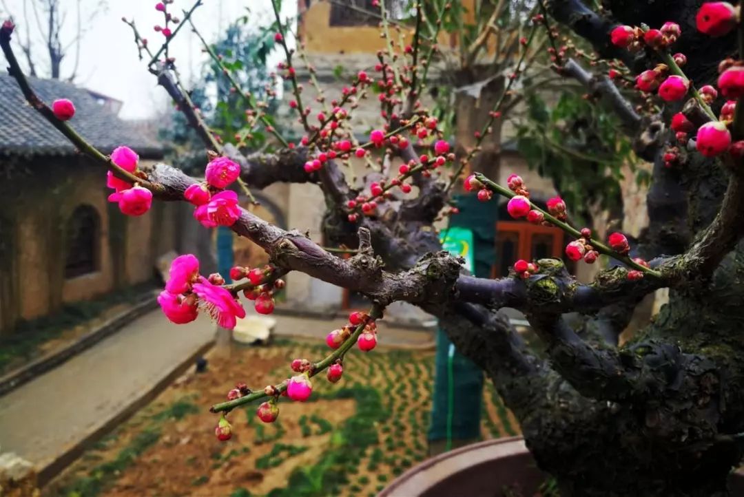 养梅花的技巧,寒梅的养殖方法