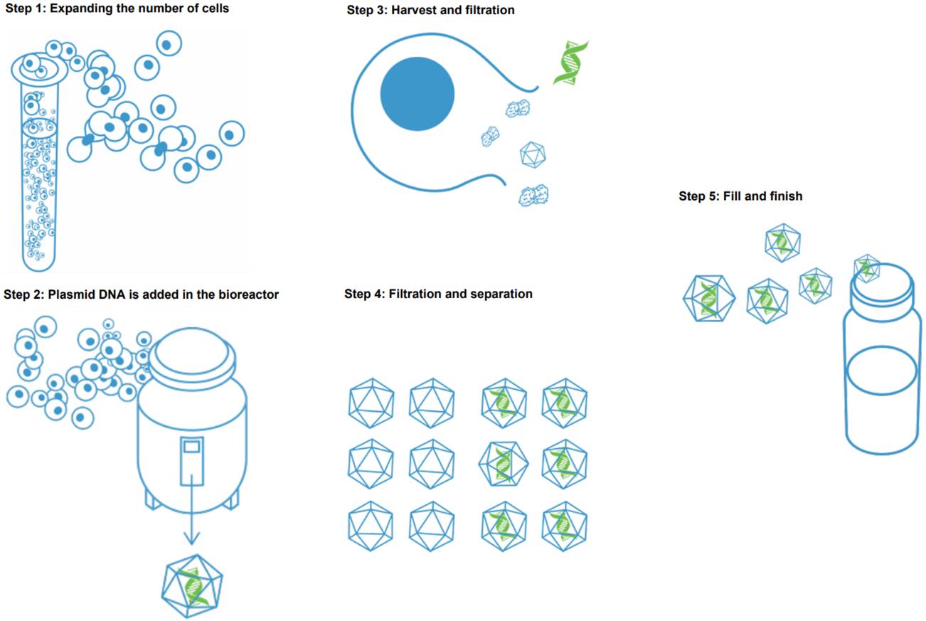 基因药物,基因免疫药物