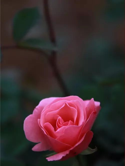 中国十大名花惊艳千年,中国十大名花美极了