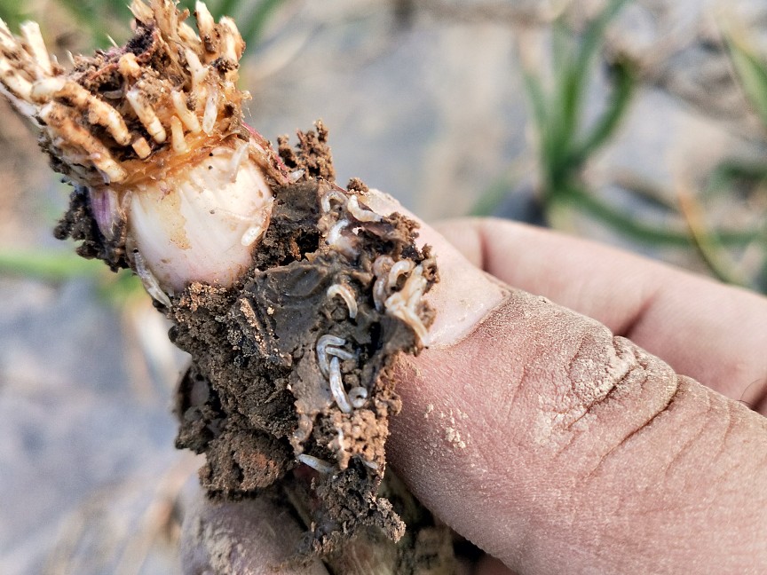 大蒜地蛆不上药能自生自灭吗,大蒜生地蛆11月份怎样治疗