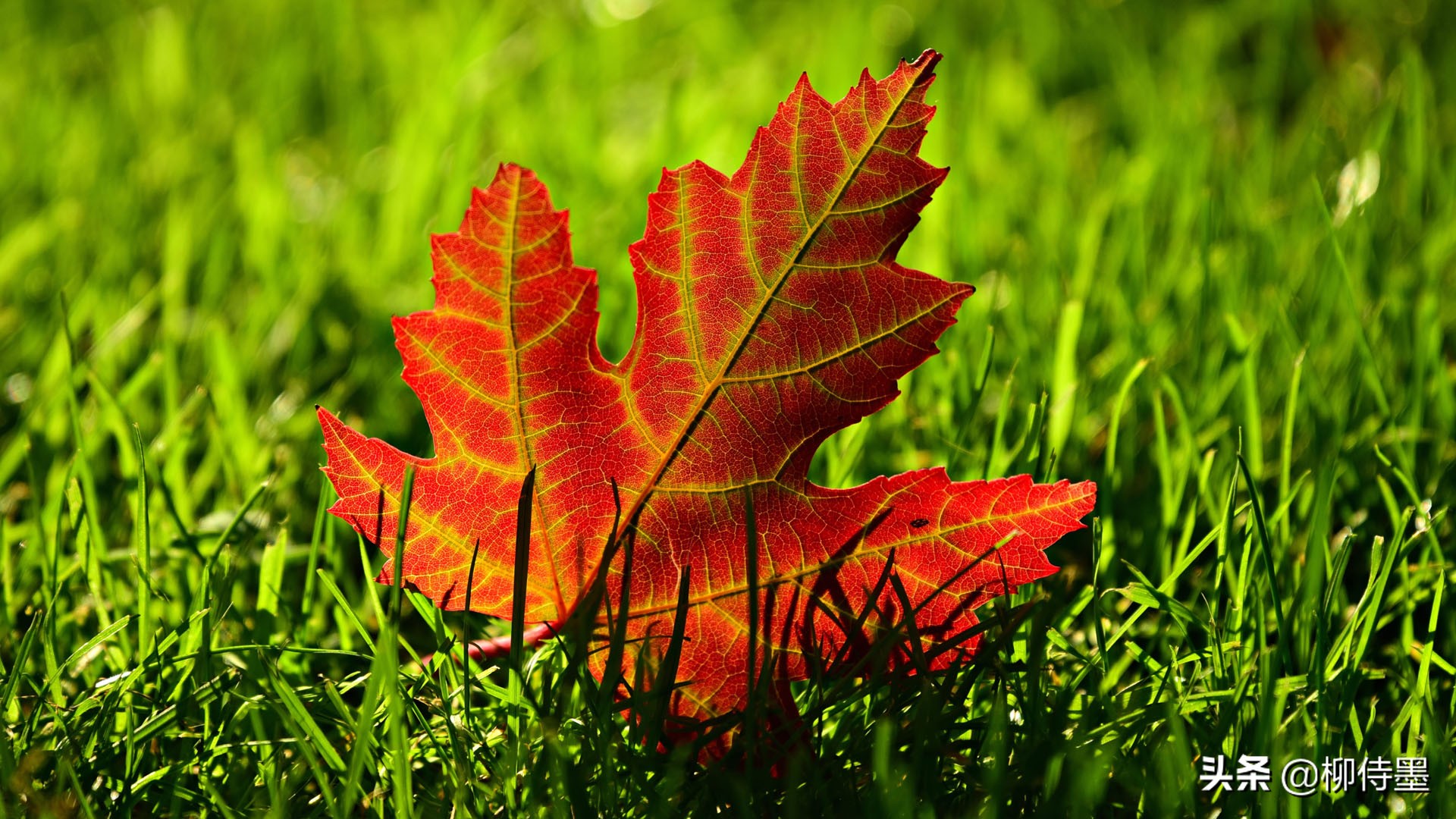 秋天拍照红叶姿势大全,秋天拍摄红叶的方法