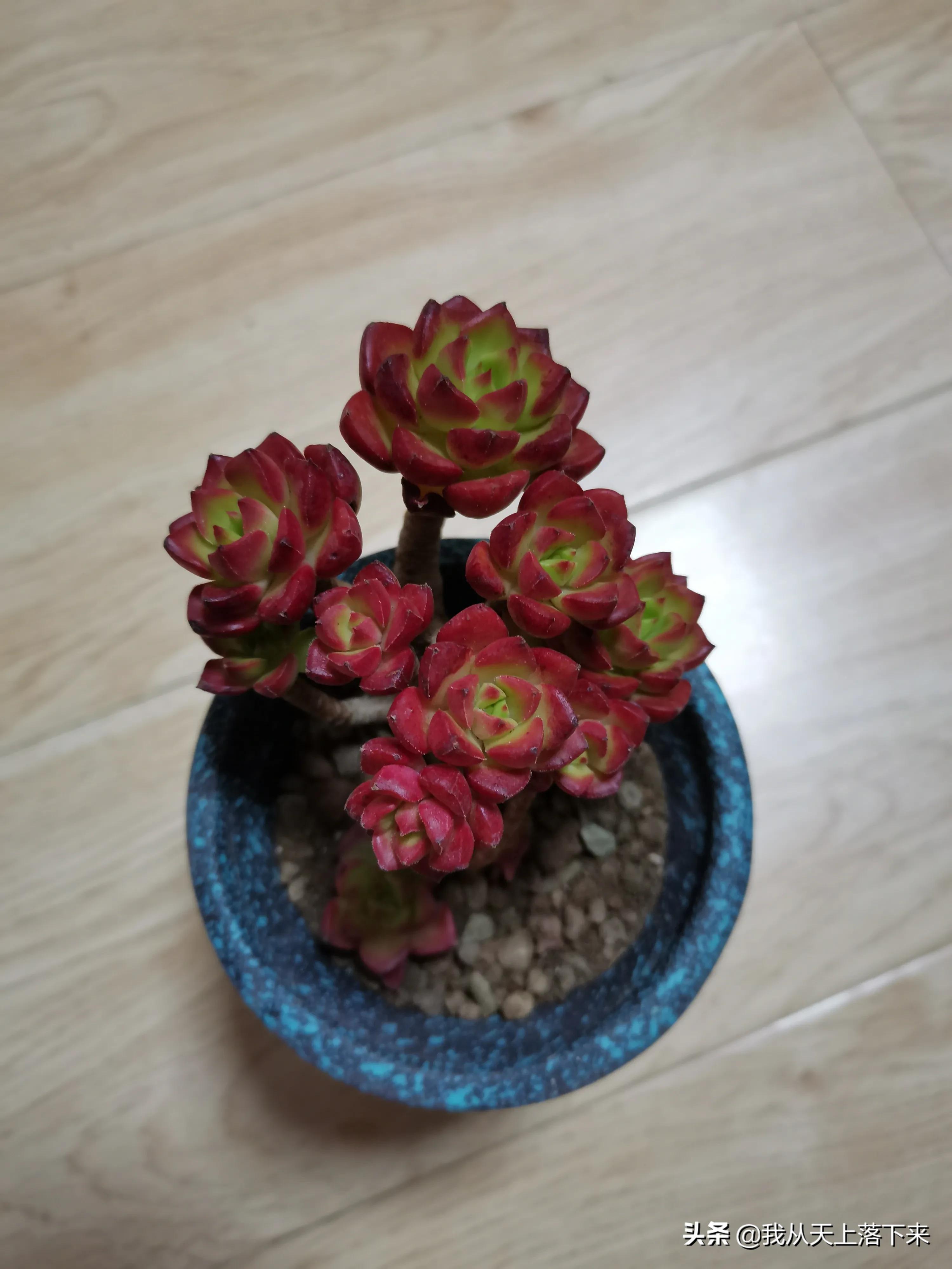 89种常见多肉植物品种图，实物拍摄，还不认识的小伙伴赶紧收藏好