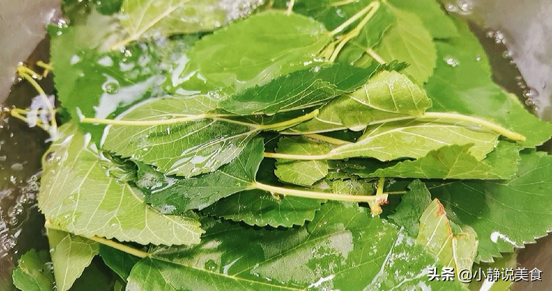桑叶全身都是宝也被称之为神仙叶,小小的一片桑叶营养价值这么高