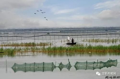 养殖小龙虾的市场前景如何,未来5年养殖小龙虾行情