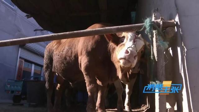 牛肉批发价最新价格,牛肉价格补贴最新消息