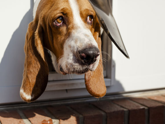 养狗避免寄生虫的正确方法,养宠物狗如何预防寄生虫