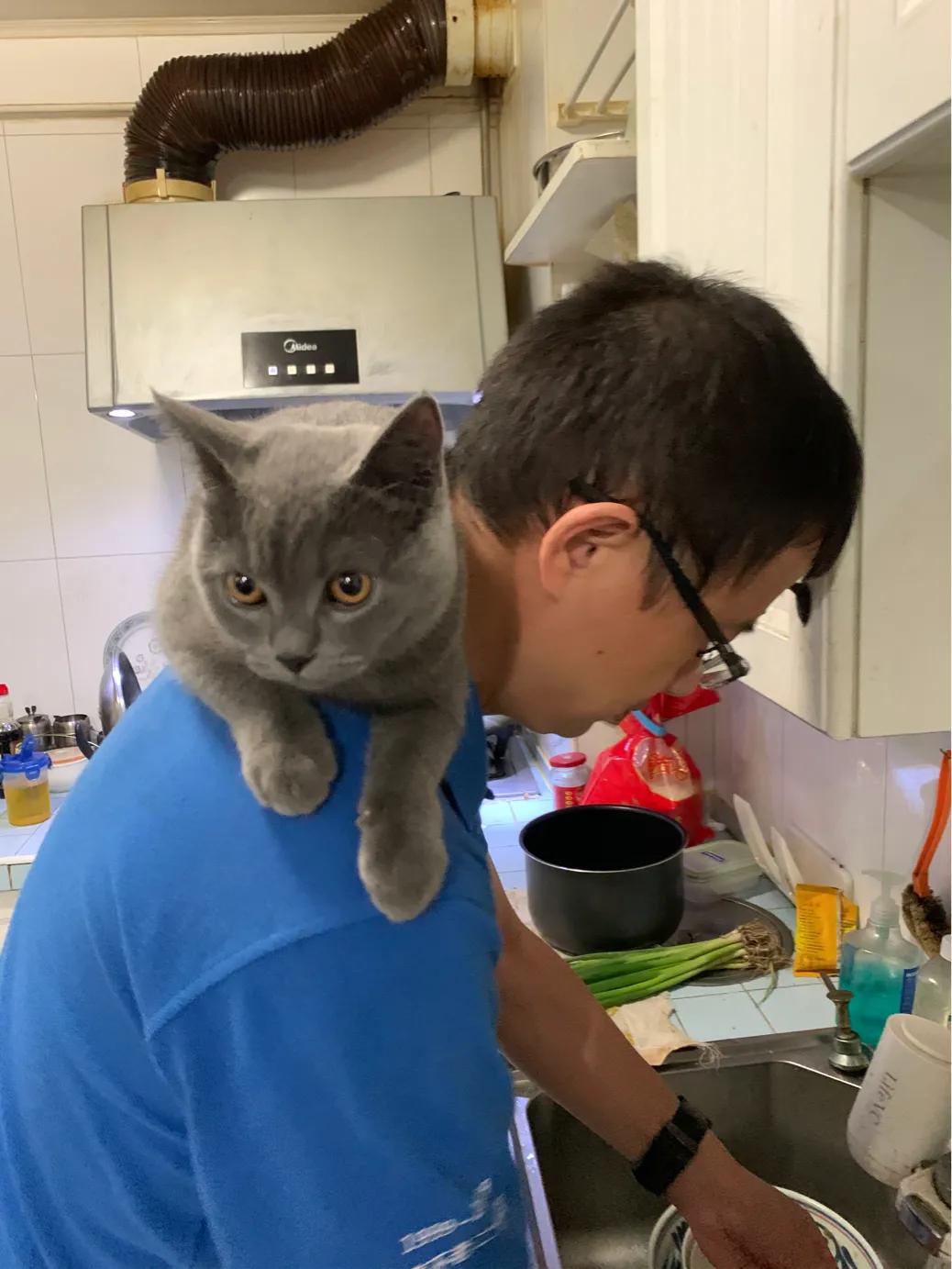 养一只英短蓝猫需要花多少钱,养猫咪的基础知识2个月蓝猫