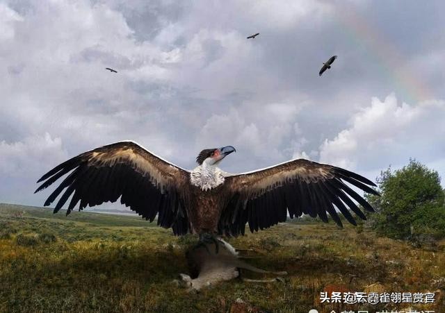 史前时期不会飞的巨鸟,十大最可怕巨型恐龙