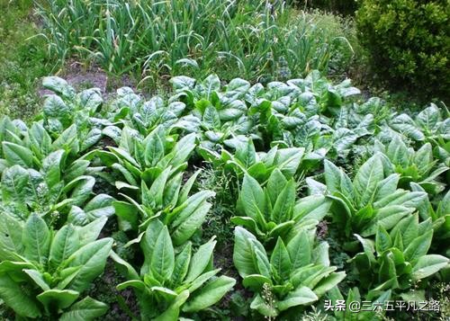 蔬菜虫害防治及配药剂,蔬菜不打农药怎样除虫害