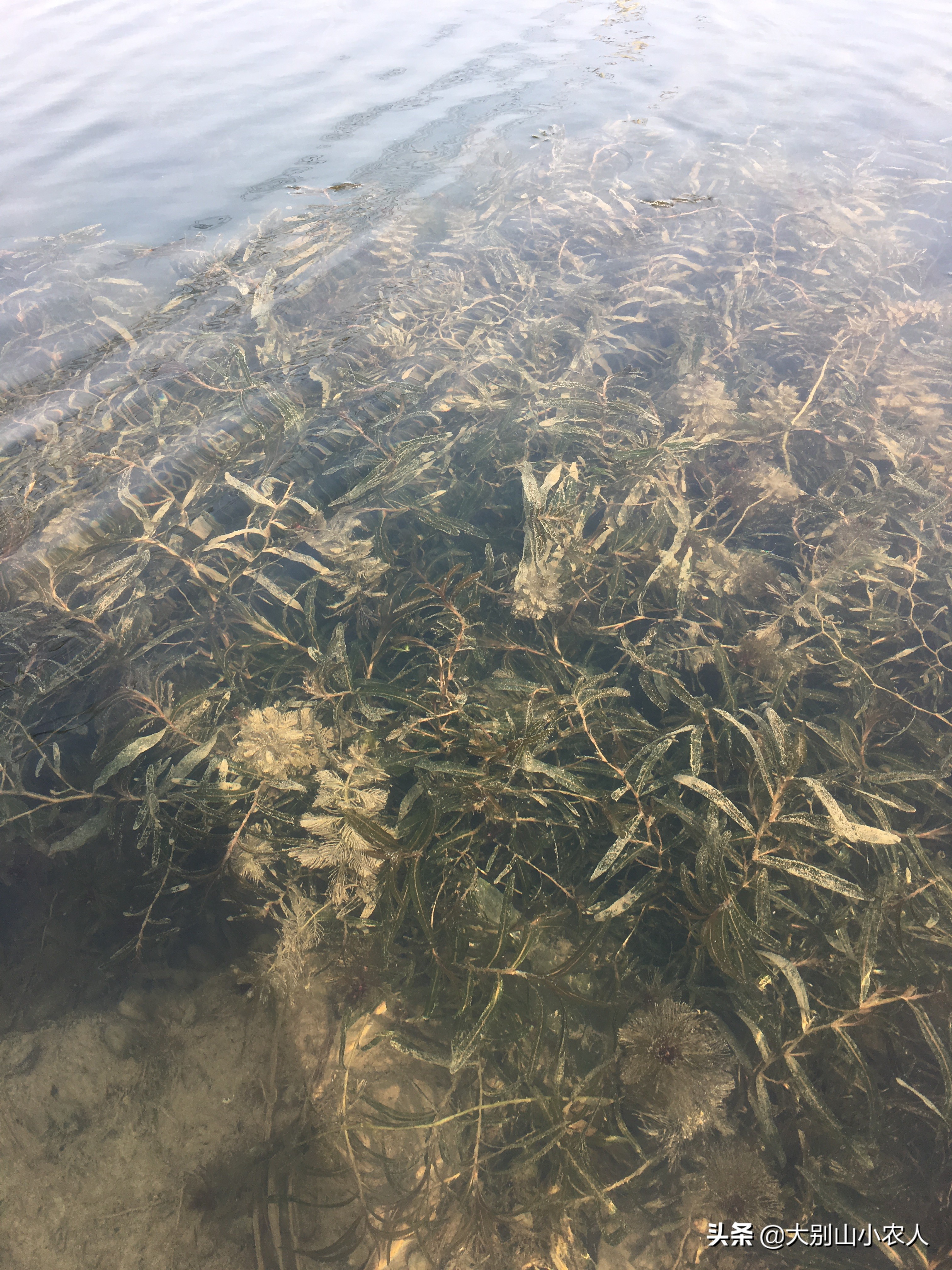 虾闹窝的最佳治疗方法,野钓避虾最好的方法