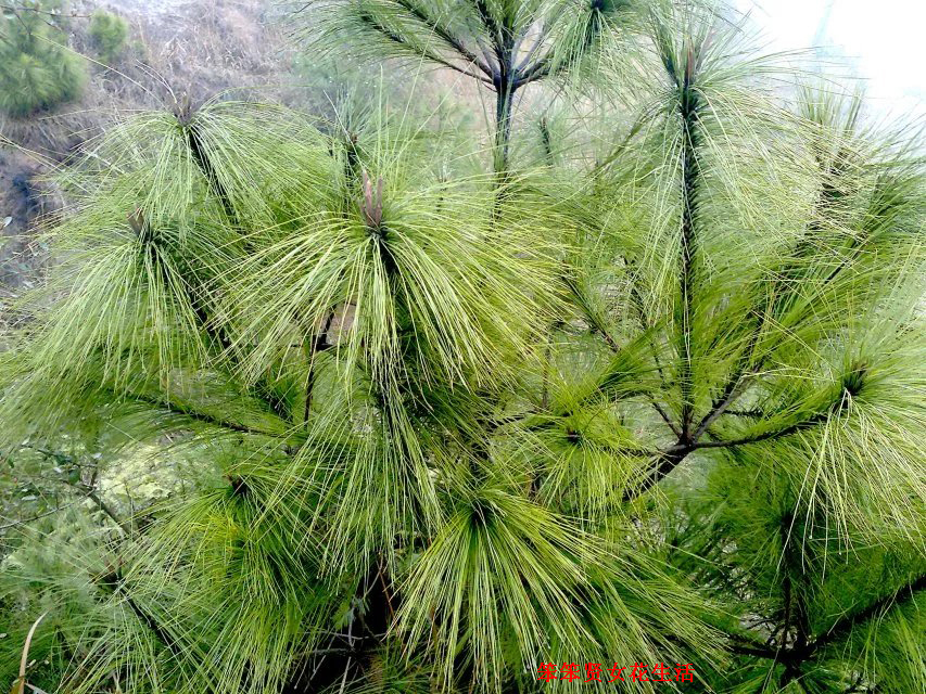 一个叫木头一个叫马尾民谣现场,一个叫木头一个叫马尾有什么含义