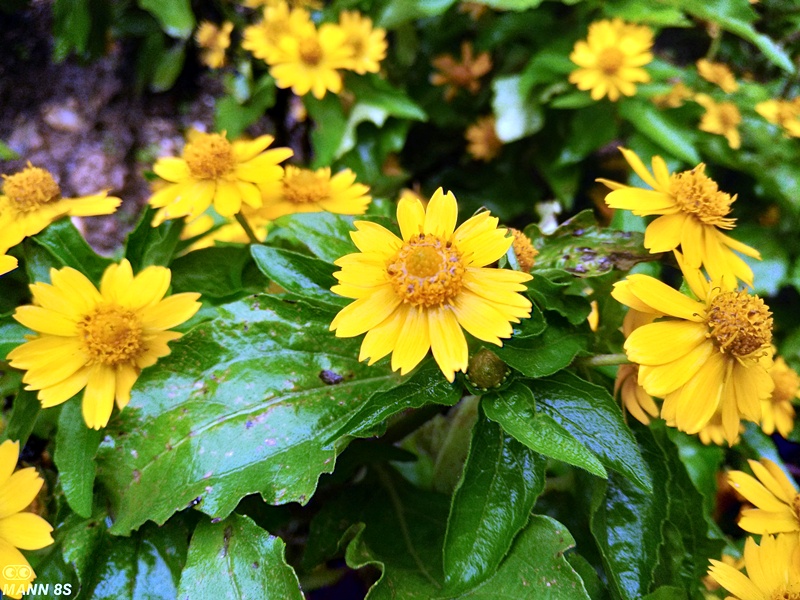 凌漆测评,mann8s三防手机