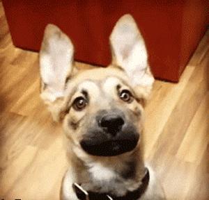 狗狗歪头卖萌,狗狗歪头杀的意思