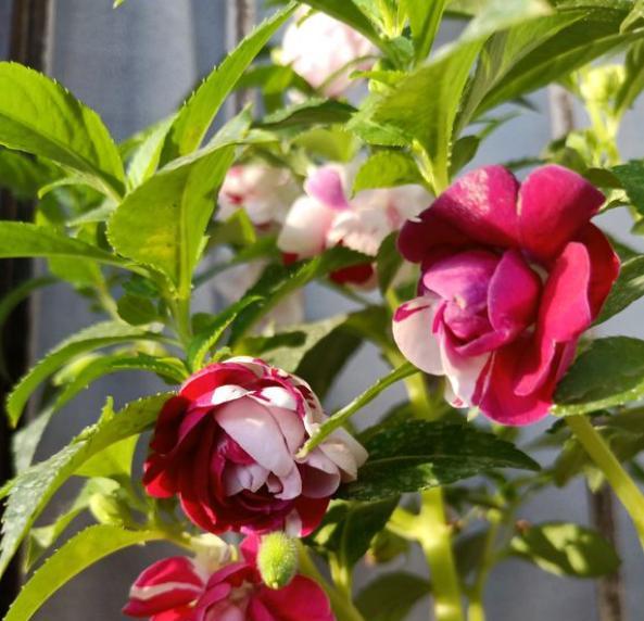 凤仙花如何养护和管理方法,凤仙花怎样养护