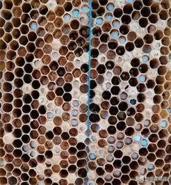 烂子病的症状和治疗方法,烂子病原因