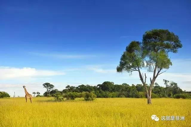 来肯尼亚之前应该知道的几件事,1分钟了解肯尼亚