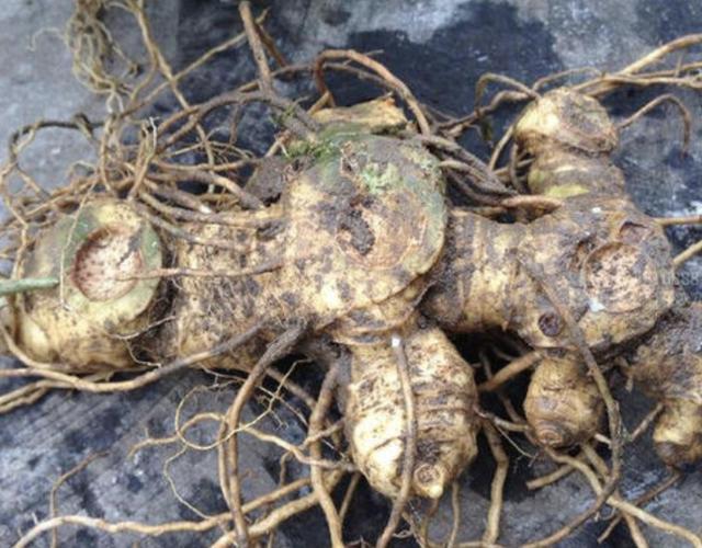 野生老虎山姜图片,深山遇见名贵野生老虎姜