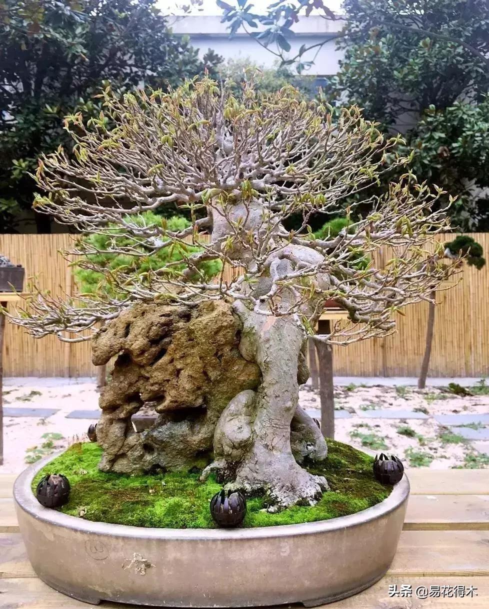 日本红枫和中国红枫有什么区别,日本红枫和中国红枫盆景的区别